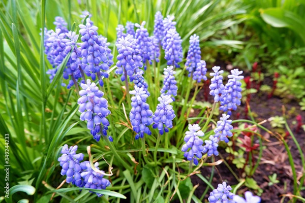 Fototapeta A group of blooming blue mouse hyacinths Muscari armeniacum in spring
