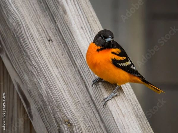 Obraz Baltimore Oriole on a spring day returning to the midwest