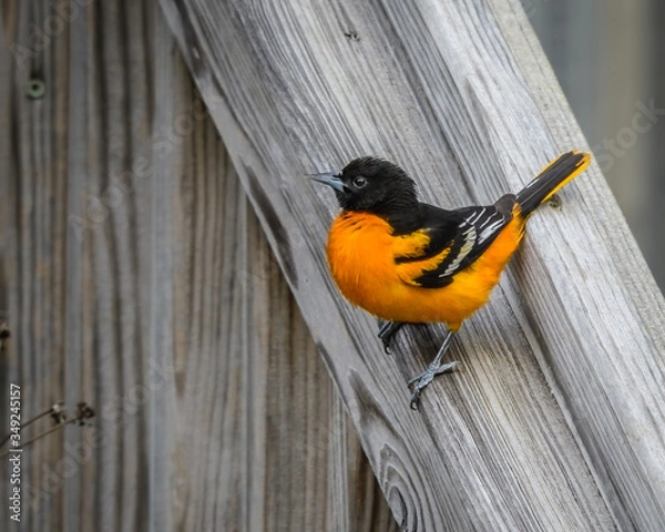 Obraz Oriole on stair rail