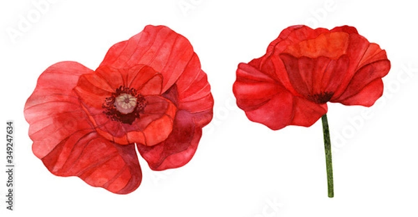 Fototapeta A watercolor illustration of a red poppy bud from two angles on a white background
