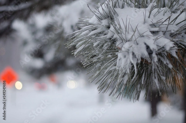 Fototapeta snow covered pine tree