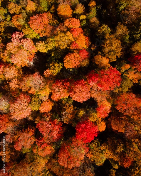 Fototapeta fall trees from above