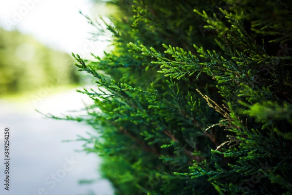 Fototapeta Natural spring blurred background. Green yellow bokeh on nature defocus abstract blur background. Abstract background in yellow and green colors.