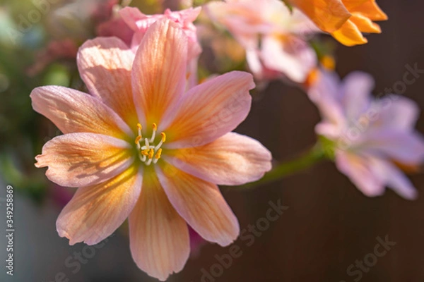 Fototapeta The sun shines from the side on the pistil and stamens of one of the delicate orange flowers of a succulent plant