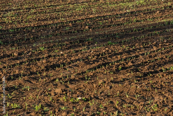 Obraz Pole uprawne, zboże, roślinność 