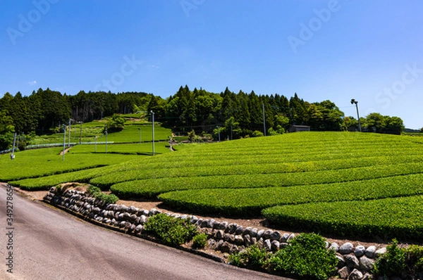 Fototapeta 茶畑