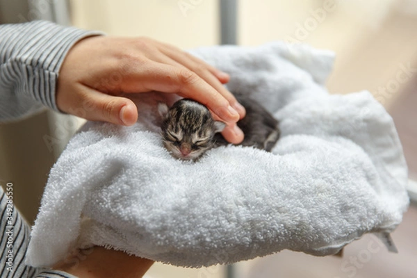 Obraz Girls hand touching a newborn kitten