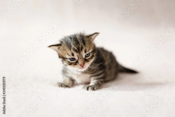 Obraz Tiny kitten on a cream background