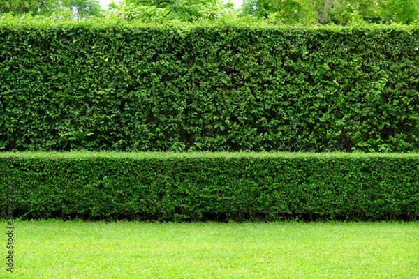 Fototapeta Long​ tree​ hedge, double layers (two​ steps)​; small​ and​ tall hedge.​ Forest back​ground.