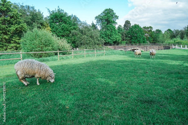 Obraz sheep in the field
