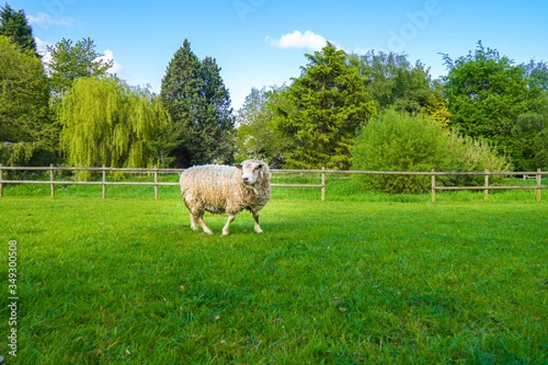 Obraz sheep in a field