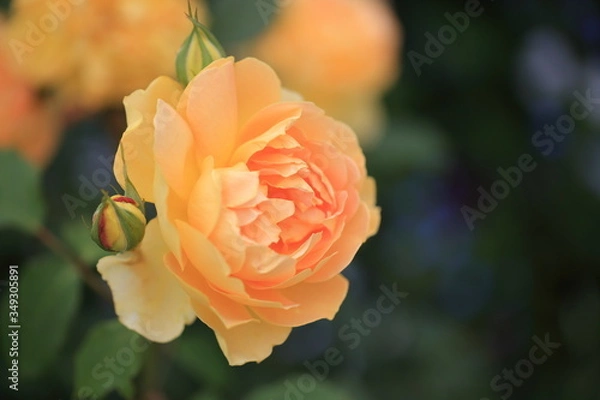 Obraz オレンジ色のバラ