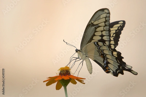 Obraz butterfly and flower