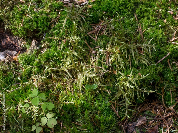 Obraz moss in the forest