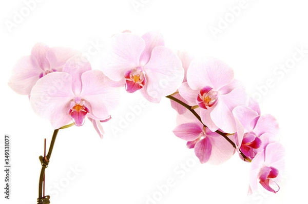 Fototapeta A single stem of flowering orchids