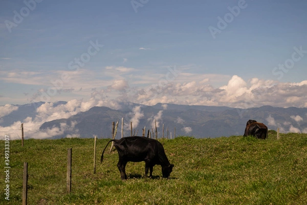 Obraz cows in the mountains