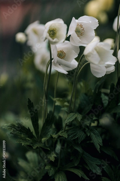 Obraz daffodil flowers on a dark green background