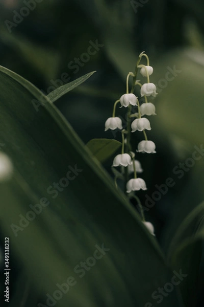 Obraz 
lily of the valley flowers after rain on a green background