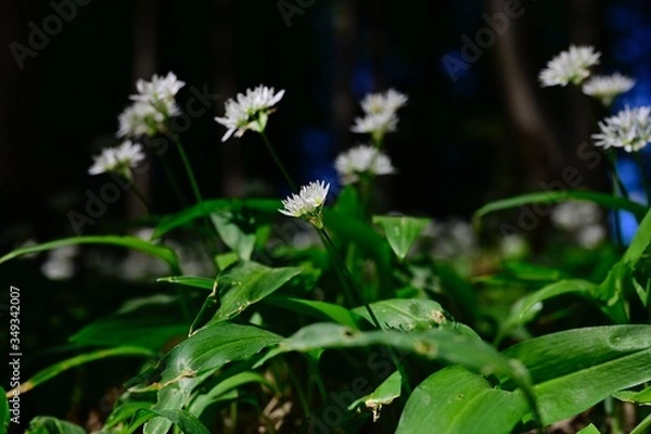 Fototapeta Ramsons in the Vienna Woods