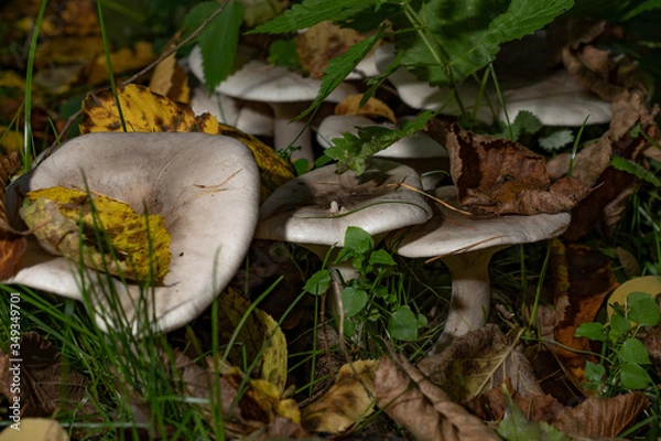Obraz mushroom in the forest