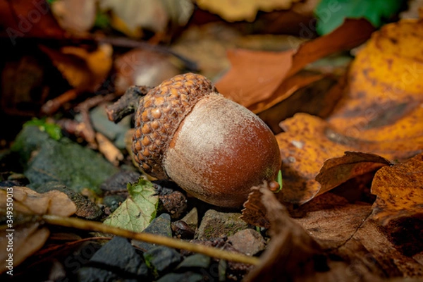 Obraz acorn on leaf