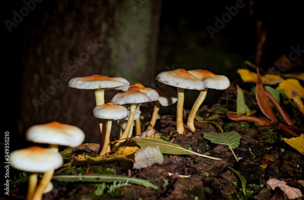 Obraz mushrooms in the forest