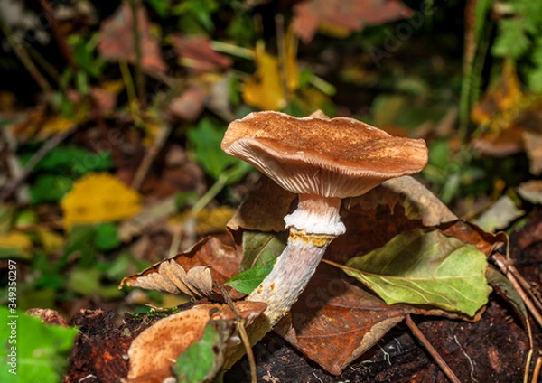 Obraz orange cap boletus