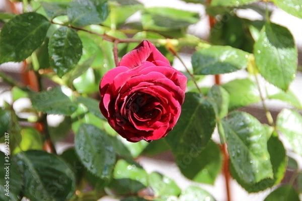 Obraz red rose in garden