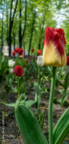 Fototapeta A beautiful yellow-red tulip in the foreground on the boulevard and red and white in the background in defocus, blurry. Vertical photo with space for text.