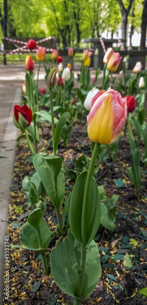 Fototapeta Multicolored tulips in the foreground on the boulevard. The bench wrapped in a white and red ribbon is out of focus in the background, which prohibits sitting due to the COVID-19 pandemic. Vertical