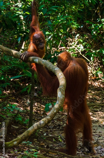 Obraz Mother and baby Orangutans in the jungle, Bukit Lawang, Sumatra