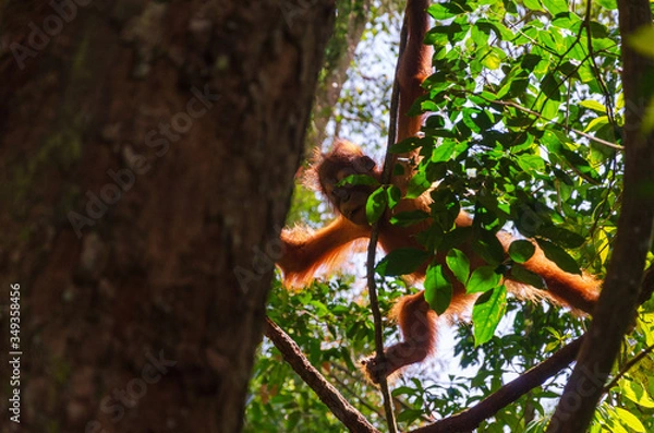 Obraz Baby orangutan swinging in the trees, Bukit Lawang, Sumatra