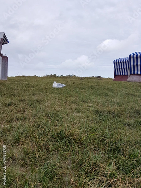 Obraz A Seagull take a break