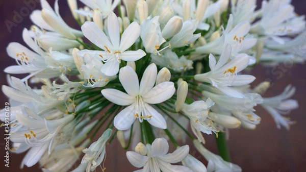 Obraz Small white flowers