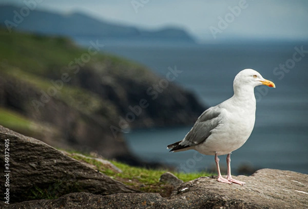 Obraz seagull on the rocks