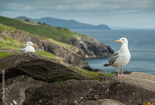 Obraz seagull on the rocks
