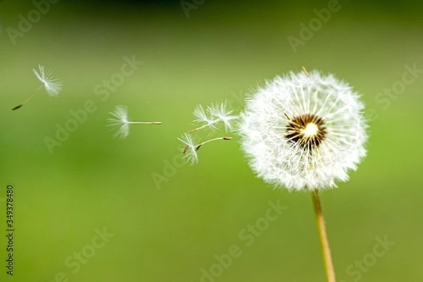 Fototapeta dandelion on green