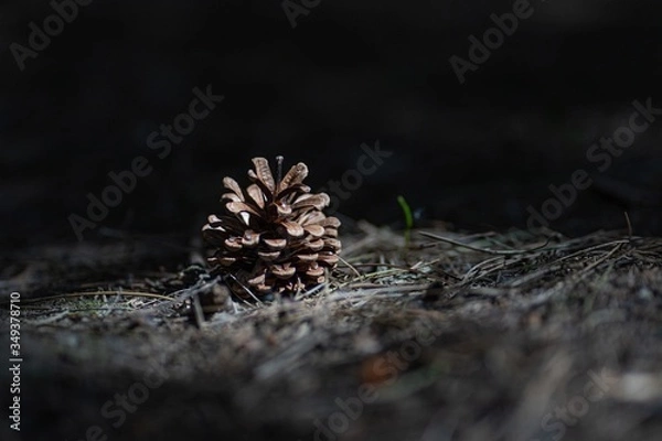 Obraz close up of pine cones