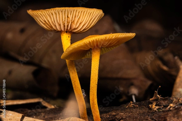 Fototapeta Yellow tree fungi forest macro photo 