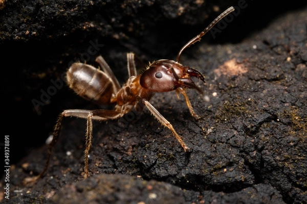 Obraz Azteca ant jaw angry in the woods