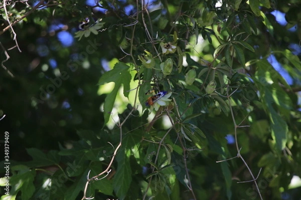 Obraz Passion flowers in Spring