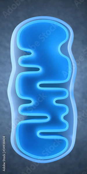 Obraz isolated mitochondrium