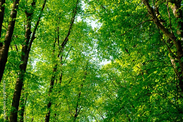 Obraz Beautiful forest with spring fresh green foliage.