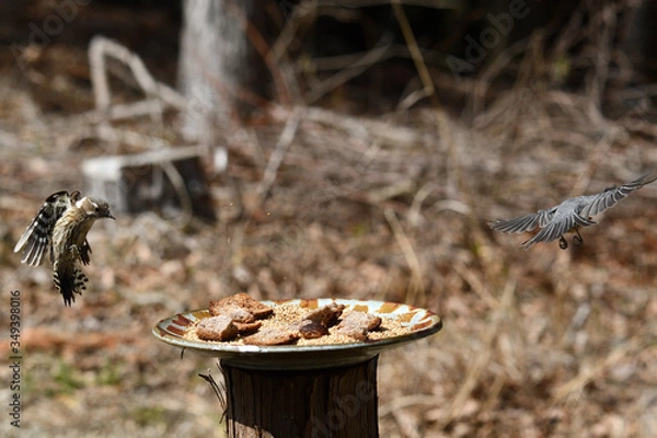 Obraz コゲラとヤマガラ