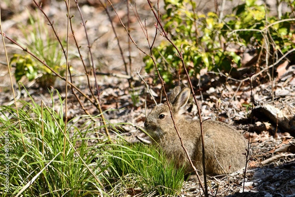 Obraz 野ウサギ
