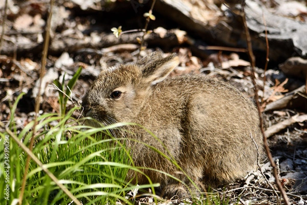 Obraz 野ウサギ