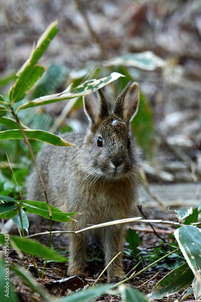 Obraz 野ウサギ