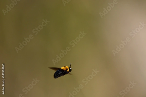 Obraz クマバチの飛翔