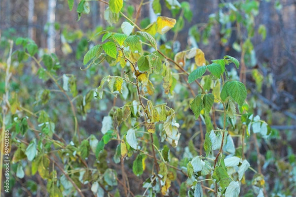 Fototapeta green leaves in the forest