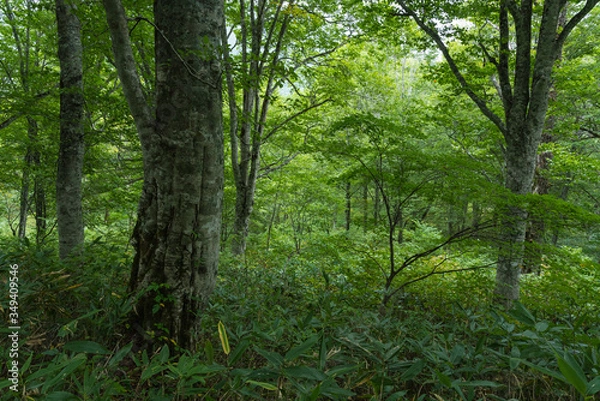 Obraz 色づき始めた秋の森